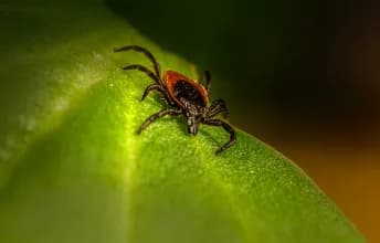 Febre maculosa
